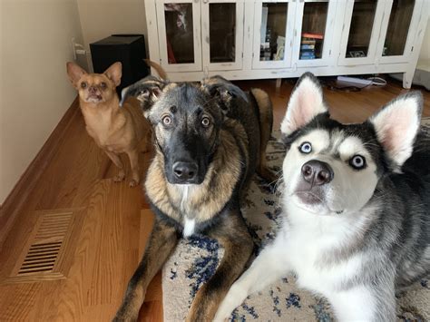 Siberian Husky Chihuahua Mix