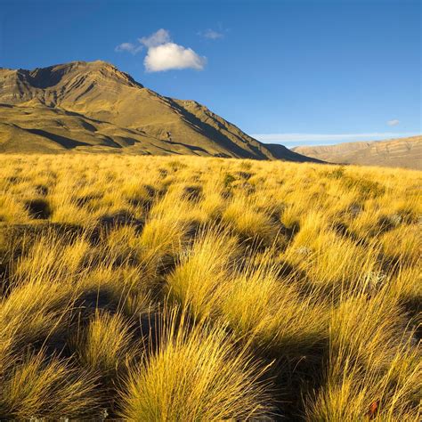 Grassland Biome Plants List