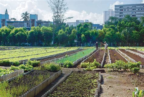 Urban Agriculture in Cuba. © 2004 John M. Morgan from the film: Powerof community.org | Reimagine!