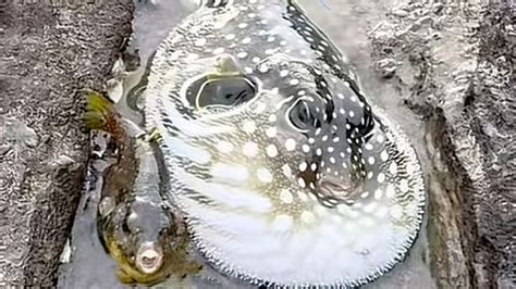 Image result for Natural Disaster Ring Script