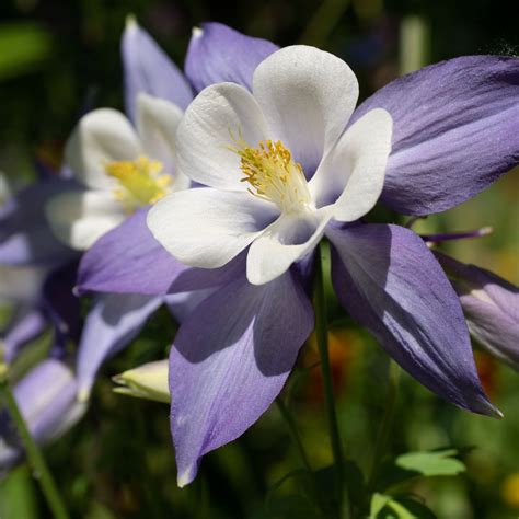 Columbine Plant Images