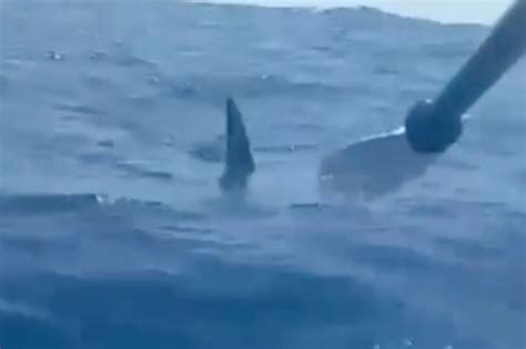 Hammerhead Shark Kayak