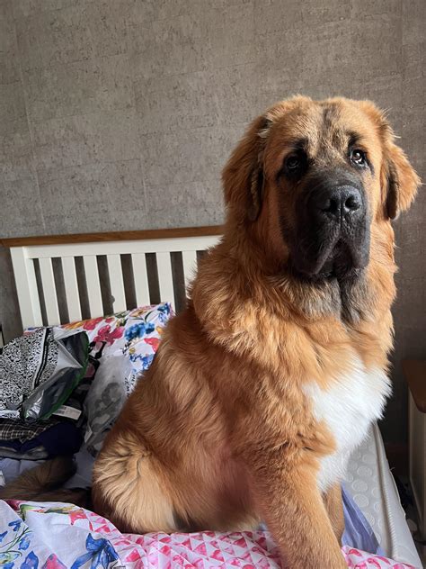 St Bernard Mastiff Lab Mix at Jada Avitia blog