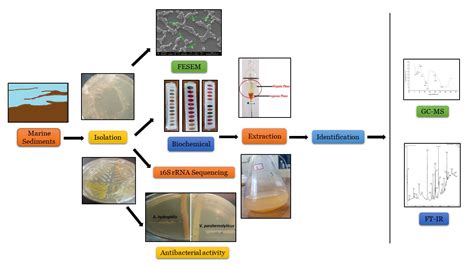 Isolation and Characterization of a Novel Actinomycete Isolated from ...