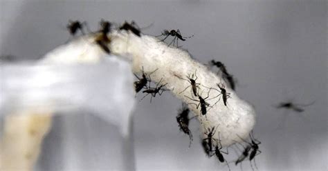 Las enfermedades por zancudo no aumentan, pese a cambios de clima