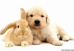 Image result for Bunny and Dog Wallpapers