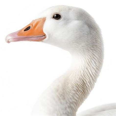 Image result for Code Name Goose Channel