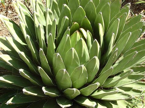 Free Images : agave azul, botany, land plant, flowering plant, flower ...