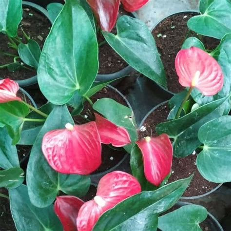 FLOWER BASKET SKU: FB00767