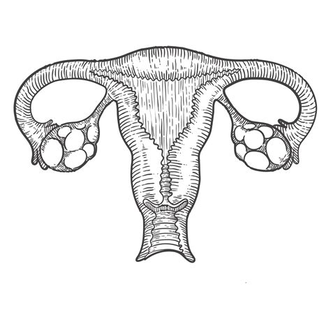 Line drawing of the uterus by Yarina Joy at Coroflot.com