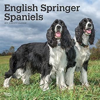 Buy English Springer Spaniels 2019 Calendar Book Online at Low Prices ...