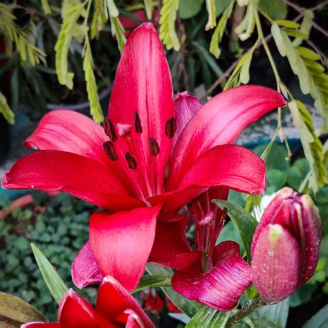 Lilium | Asiatic lily flower bulbs "Multicolor" (Pre Booking) – Lalit ...