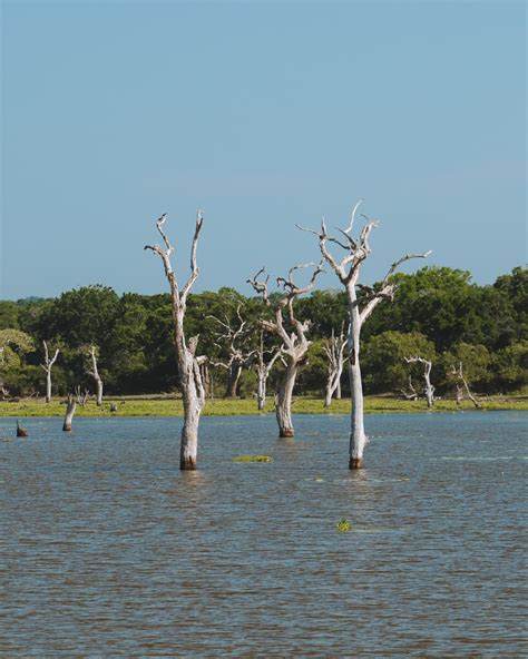 The Ultimate Guide to Visiting Yala National Park, Sri Lanka ...