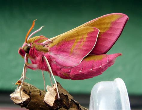 Elephant Hawk Moth