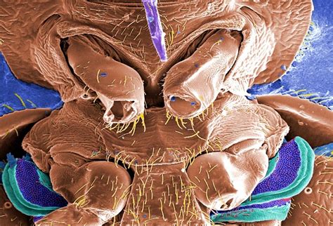 Microscopic Insects 的图像结果