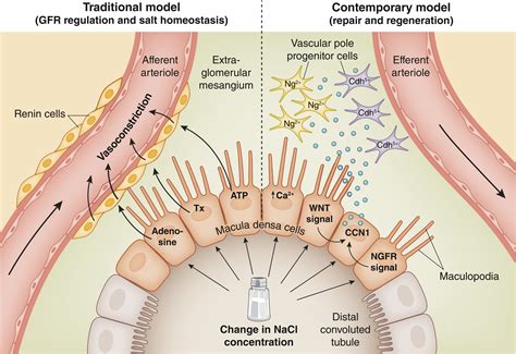 A contemporary view of the macula densa: kidney remodeling - Kidney ...