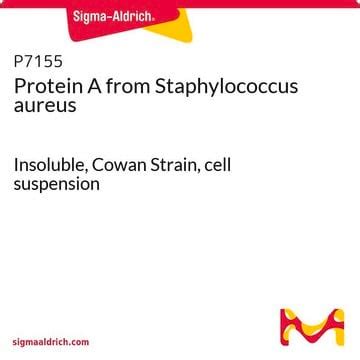 Protein A (extracellular)–Agarose from Staphylococcus aureus ...
