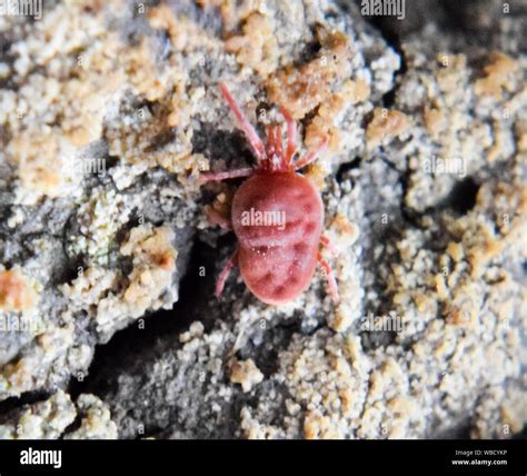 Soil mite hi-res stock photography and images - Alamy