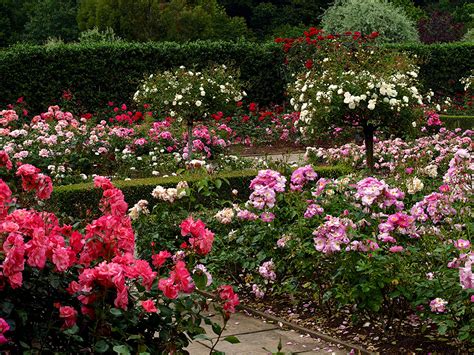 Images England Rosemoor Devon Rose Garden Roses Nature flower