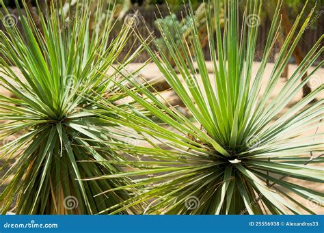 Variegated Succulent Agave or Yucca Plant Stock Photo - Image of exotic ...