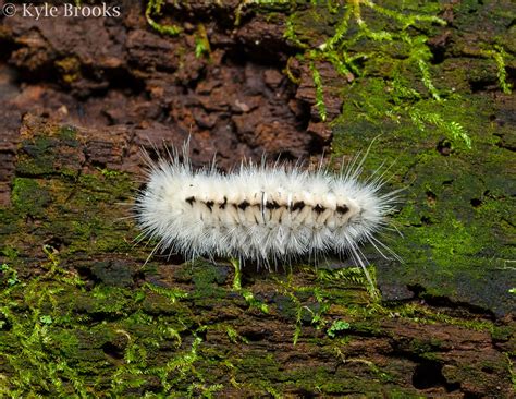 Tiger Moth Caterpillar