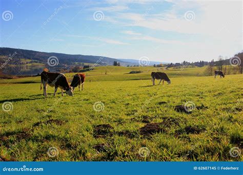 Cows on the field stock image. Image of cute, field, green - 62607145