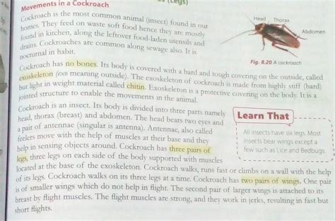 Exoskeleton:cockroach::endo skeleton: - Brainly.in