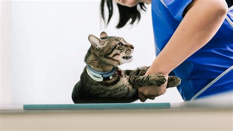 Pet X-Rays In Silver Spring, MD 20904 | Fairland Animal Hospital