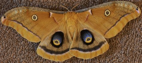Silkworms Moth at Eliseo Gonzalez blog