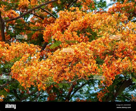 Beautiful tropical orange color flowers on the tree in Thailand. Red ...