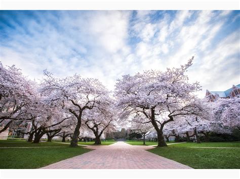 12 Places to See Cherry Blossoms in the United States | Places to see ...