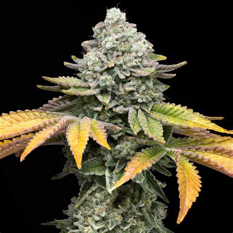 Banana Runtz - Art Cannabis