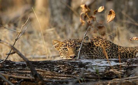 Pench National Park: A Tryst With Awe Inspiring Nature In MP In 2025
