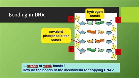 DNA 的图像结果