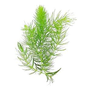 JAMOS PLANTS | Ceratophyllum demersum |Foxtail : Amazon.in: Garden ...