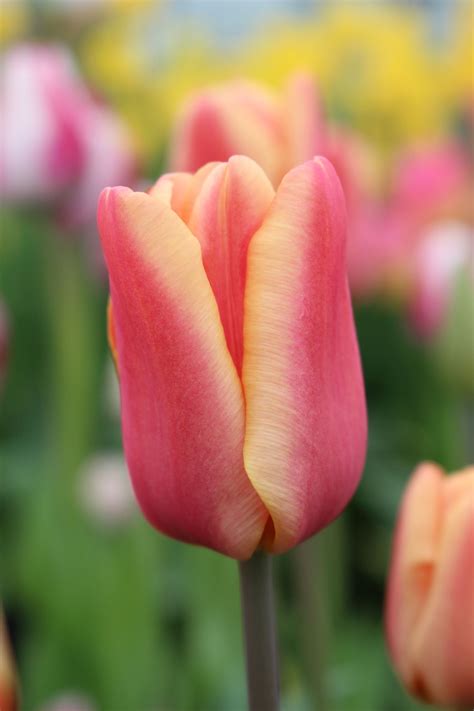 Tulipa Apricot Foxx