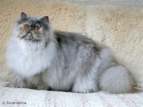 Junges perser Mädchen mit Stammbaum in Hamburg | Tiere | Kleinanzeigen