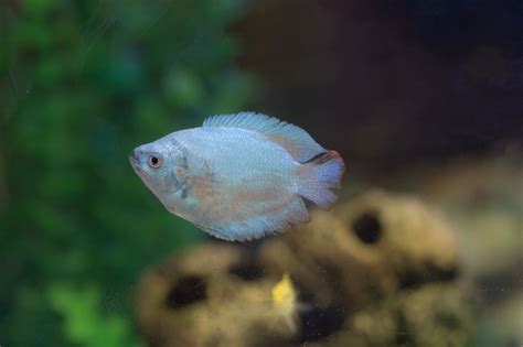 Bildergebnis für powder blue gourami