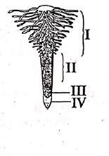 The figure illustrates the various regions of the root. The TS of which ...