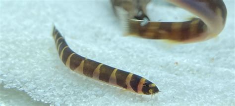 Kuhli Loaches