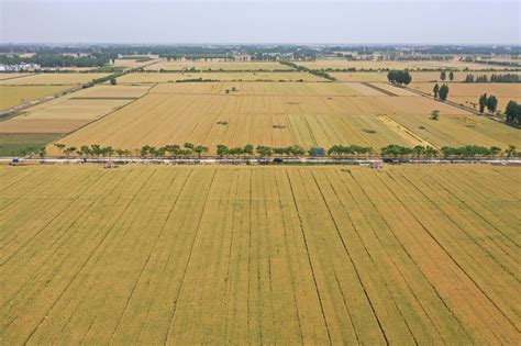河南邓州：小麦预产忙_图片新闻_中国政府网