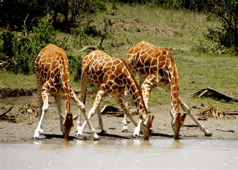 How do giraffes drink water? - Business Insider