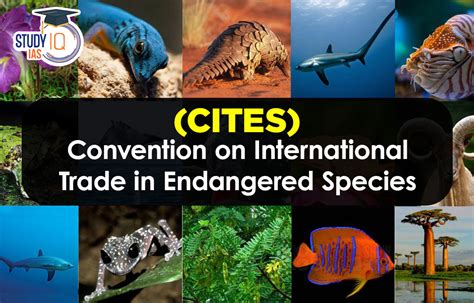 Convention on International Trade in Endangered Species