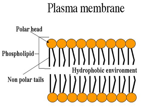 Kuvatulokset haulle plasma membrane facts