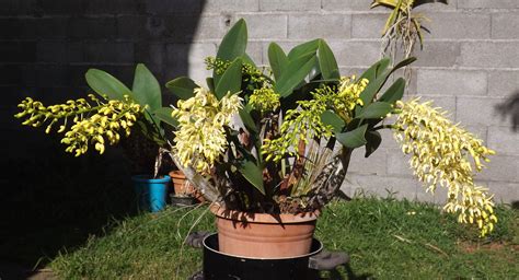 dendrobium speciosum for sale near me