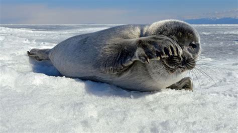 Baikal Seal Pup