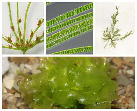 Algae and its characteristics — lesson. Science State Board, Class 8.