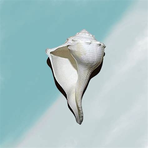 Dakshinavarti shankh Narayan Shank White – PujaNpujari