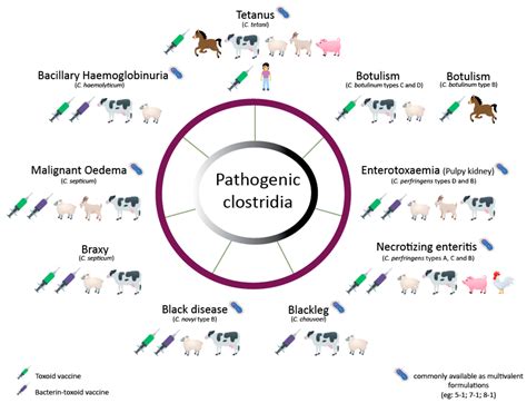 Vaccine Production to Protect Animals Against Pathogenic Clostridia
