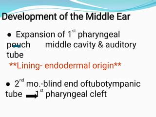 Image result for Ear Embryonic Development